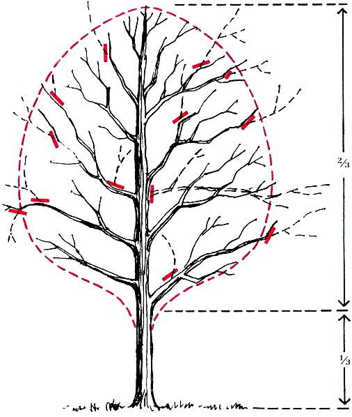 Tree Pruning and Shaping Tree Pruning diagram tree M & S Tree
