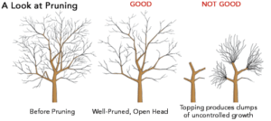 Tree Pruning and Shaping Tree Pruning pruning 101 M & S Tree