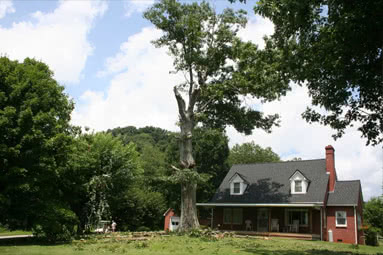 Home Tree Removal Waynesville 2 M & S Tree