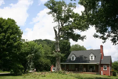 Tree health Assessments