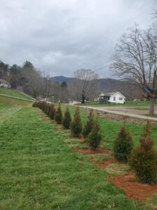 Landscaping canton nc