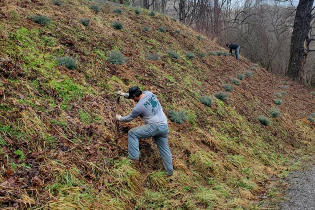 Tree service canton nc