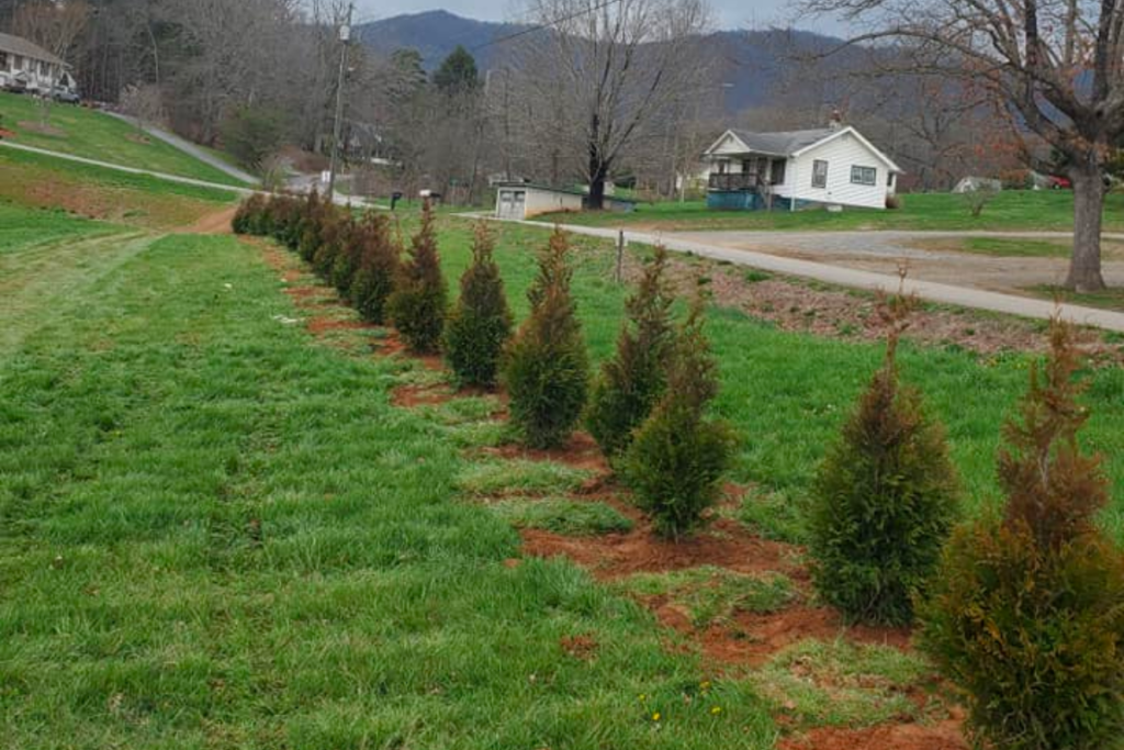 From Stump to Splendor: Creative Ways to Repurpose Trees After Removal Trees Landscaping Waynesville M & S Tree Trees