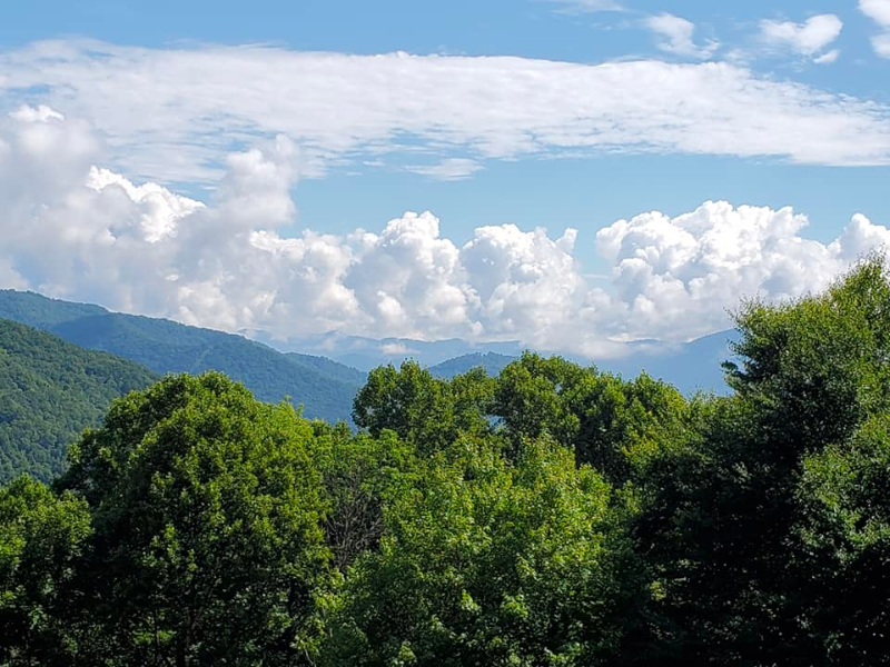 View Cutting View Cutting Tree Topping M & S Tree Tree removal waynesville nc