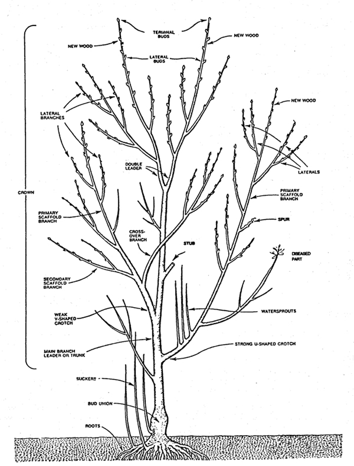 Tree Pruning and Shaping Tree Pruning digram 2 tree M & S Tree