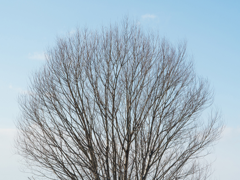 Tree removal waynesville nc Tree removal waynesville nc
