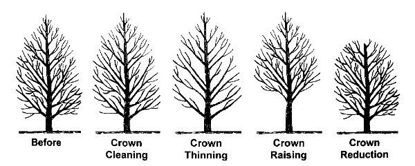 Tree Pruning and Shaping Tree Pruning pruning types M & S Tree