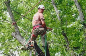 Gallery Tree Removal Waynesville tree service 240 M & S Tree